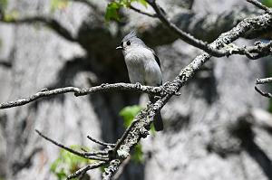 138 Titmouse, Tufted, 2023-05130619 Ipswitch River Wildlife Sanctuary, MA